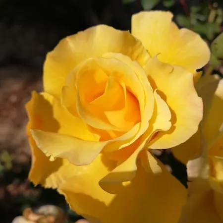 Leia, Luxury For 6 People With Pool Villa Kalamákion